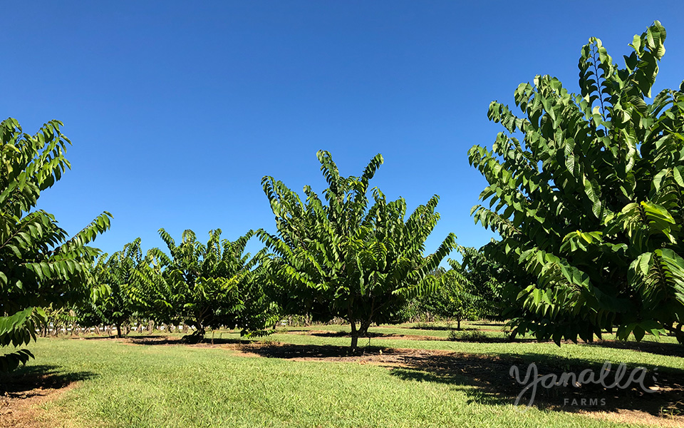 Custard Apple Trees