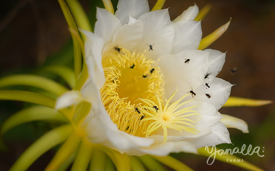 Dragon fruit open flower 