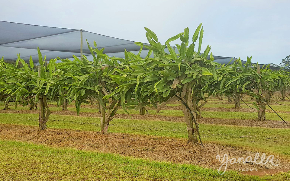 Dragon Fruit Trellis 