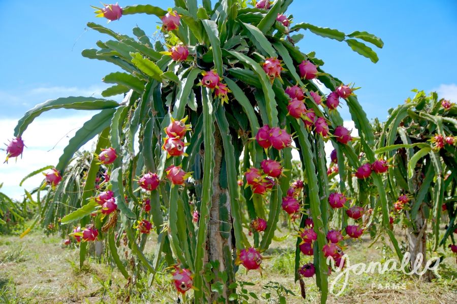 Dragon Fruit Trees