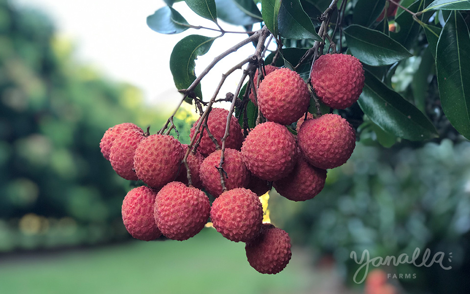 Lychee fruit Kwai-May Pink variety