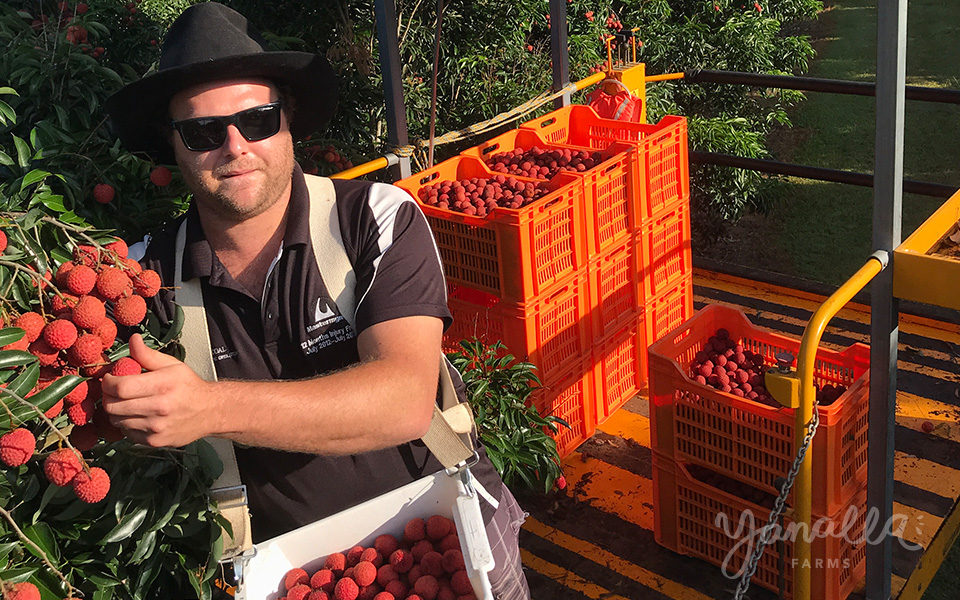 Lychee fruit picking 