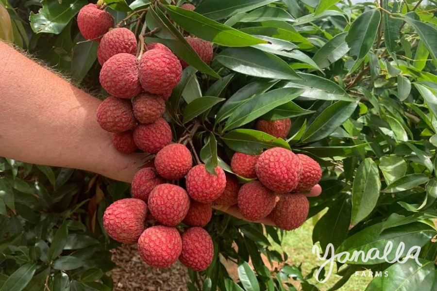 Lychee fruit Sah-Keng variety