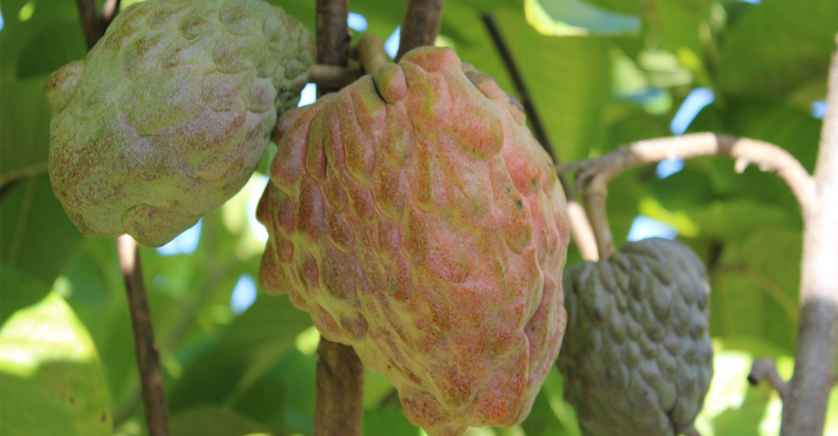 Pinks Blush Custard Apples