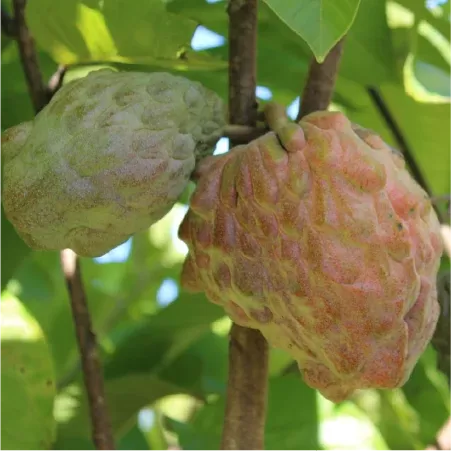 Pinks Blush Custard Apples