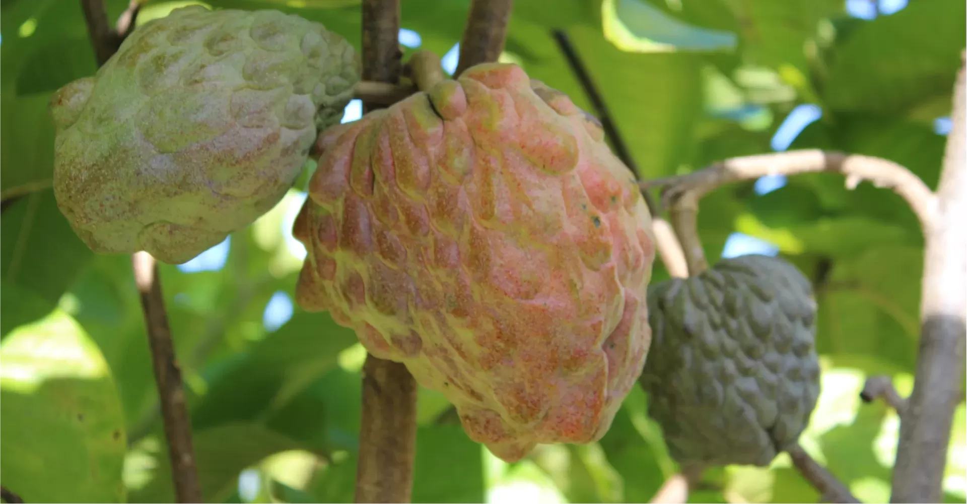 Pinks Blush Custard Apples