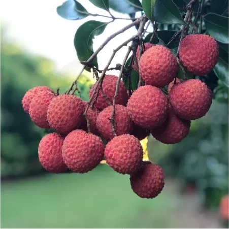 Exotic Lychee