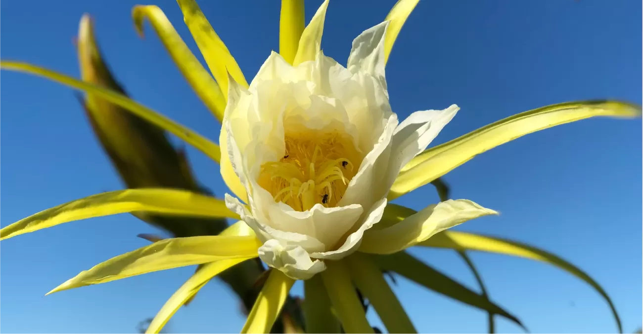 Tropical Dragon Fruit